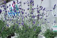  Lavandula Pinnata -- From Hishtil @ Pacific Plug & Liner, Spring Trials 2016:   Lavandula 'Pinnata', featuring green foliage and large, pale-blue flowers.  Native to the Canary Islands and to Madeira.  A true bedding-type lavender.  It flowers early and has a long flowering window.
