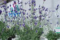  Lavandula Pinnata -- From Hishtil @ Pacific Plug & Liner, Spring Trials 2016:   Lavandula 'Pinnata', featuring green foliage and large, pale-blue flowers.  Native to the Canary Islands and to Madeira.  A true bedding-type lavender.  It flowers early and has a long flowering window.