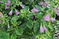  Calamintha grandiflora Variegata -- From Hishtil @ Pacific Plug & Liner, Spring Trials 2016:  Calamintha grandiflora 'Variegata' a pink-flowering evergreen herb with fragrant cream-white variegated foliage.