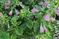  Calamintha grandiflora Variegata -- From Hishtil @ Pacific Plug & Liner, Spring Trials 2016:  Calamintha grandiflora 'Variegata' a pink-flowering evergreen herb with fragrant cream-white variegated foliage.