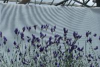  Lavandula Pinnata -- From Hishtil @ Pacific Plug & Liner, Spring Trials 2016:   Lavandula 'Pinnata', featuring green foliage and large, pale-blue flowers.  Native to the Canary Islands and to Madeira.  A true bedding-type lavender.  It flowers early and has a long flowering window.