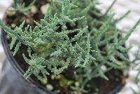  Salicornia europaea  -- From Hishtil @ Pacific Plug & Liner, Spring Trials 2016:  Salicornia europaea, featuring a delicate salt flavor which can be eaten raw, or quickly fried, steamed or microwaved.