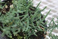  Salicornia europaea  -- From Hishtil @ Pacific Plug & Liner, Spring Trials 2016:  Salicornia europaea, featuring a delicate salt flavor which can be eaten raw, or quickly fried, steamed or microwaved.