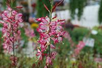  Gaura Freefolk Rosy -- From Hishtil @ Pacific Plug & Liner, Spring Trials 2016:  Gaura 'Freefolk Rosy' featuring variegated green, cream and purple foliage.  White flowers margined with a deep pink contour.  Very long flower period – spring to autumn.