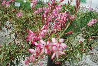  Gaura Freefolk Rosy -- From Hishtil @ Pacific Plug & Liner, Spring Trials 2016:  Gaura 'Freefolk Rosy' featuring variegated green, cream and purple foliage.  White flowers margined with a deep pink contour.  Very long flower period – spring to autumn.