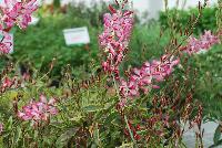  Gaura Freefolk Rosy -- From Hishtil @ Pacific Plug & Liner, Spring Trials 2016:  Gaura 'Freefolk Rosy' featuring variegated green, cream and purple foliage.  White flowers margined with a deep pink contour.  Very long flower period – spring to autumn.