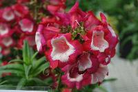 Pentastic™ Penstemon Red -- From Hishtil @ Pacific Plug & Liner, Spring Trials 2016:  An experimental penstemon variety.