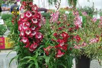 Pentastic™ Penstemon Red -- From Hishtil @ Pacific Plug & Liner, Spring Trials 2016:  An experimental penstemon variety.