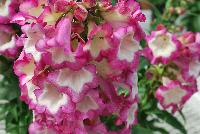 Pentastic™ Penstemon Pink -- From Hishtil @ Pacific Plug & Liner, Spring Trials 2016:  An experimental penstemon variety.