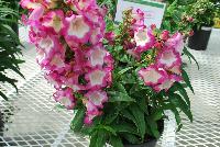 Pentastic™ Penstemon Pink -- From Hishtil @ Pacific Plug & Liner, Spring Trials 2016:  An experimental penstemon variety.