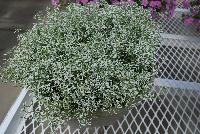 Golan® Euphorbia Compact White -- New from COHEN Propagation @ Pacific Plug & Liner, Spring Trials 2016: Euphorbia 'Golan®' featuring masses of small star-shaped  flowers on  a bed of green foliage.