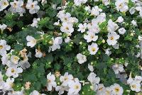 Secrets® Bacopa XXL White Improved -- New from COHEN Propagation @ Pacific Plug & Liner, Spring Trials 2016: Secrets Bacopa 'XXL White Improved' featuring masses of large white flowers with yellow centers on a bed of dark green foliage.