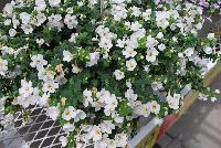 Secrets® Bacopa XXL White Improved -- New from COHEN Propagation @ Pacific Plug & Liner, Spring Trials 2016: Secrets Bacopa 'XXL White Improved' featuring masses of large white flowers with yellow centers on a bed of dark green foliage.