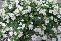 Secrets® Bacopa XXL White Improved -- New from COHEN Propagation @ Pacific Plug & Liner, Spring Trials 2016: Secrets Bacopa 'XXL White Improved' featuring masses of large white flowers with yellow centers on a bed of dark green foliage.