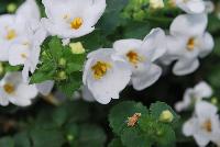 Secrets® Bacopa XXL White Improved -- New from COHEN Propagation @ Pacific Plug & Liner, Spring Trials 2016: Secrets Bacopa 'XXL White Improved' featuring masses of large white flowers with yellow centers on a bed of dark green foliage.