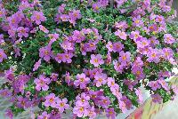Secrets® Bacopa XL Dark Pink -- New from COHEN Propagation @ Pacific Plug & Liner, Spring Trials 2016: Secrets Bacopa 'XL Dark Pink' featuring masses of large dark pink flowers with yellow centers on a bed of dark green foliage.