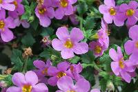 Secrets® Bacopa XL Dark Pink -- New from COHEN Propagation @ Pacific Plug & Liner, Spring Trials 2016: Secrets Bacopa 'XL Dark Pink' featuring masses of large dark pink flowers with yellow centers on a bed of dark green foliage.