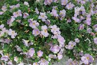 Secrets® Bacopa Bomba Blue Sky -- Brand new from COHEN Propagation @ Pacific Plug & Liner, Spring Trials 2016: Secrets Bacopa 'Bomba Blue Sky' featuring masses of light blue-violet flowers with yellow centers on a bed of dark green foliage.