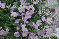 Secrets® Bacopa Bomba Blue Sky -- Brand new from COHEN Propagation @ Pacific Plug & Liner, Spring Trials 2016: Secrets Bacopa 'Bomba Blue Sky' featuring masses of light blue-violet flowers with yellow centers on a bed of dark green foliage.