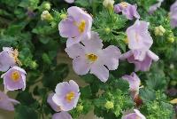 Secrets® Bacopa Bomba Blue Sky -- Brand new from COHEN Propagation @ Pacific Plug & Liner, Spring Trials 2016: Secrets Bacopa 'Bomba Blue Sky' featuring masses of light blue-violet flowers with yellow centers on a bed of dark green foliage.