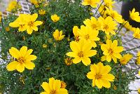 Bee® Bidens Giant Yellow -- Brand new from COHEN Propagation @ Pacific Plug & Liner, Spring Trials 2016: Bee Bidens 'Giant Yellow' featuring masses of bright yellow flowers on medium, sturdy stems.