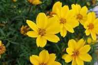 Bee® Bidens Giant Yellow -- Brand new from COHEN Propagation @ Pacific Plug & Liner, Spring Trials 2016: Bee Bidens 'Giant Yellow' featuring masses of bright yellow flowers on medium, sturdy stems.