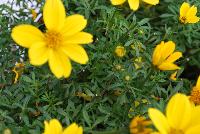 Bee® Bidens Giant Yellow -- Brand new from COHEN Propagation @ Pacific Plug & Liner, Spring Trials 2016: Bee Bidens 'Giant Yellow' featuring masses of bright yellow flowers on medium, sturdy stems.