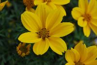 Bee® Bidens Giant Yellow -- Brand new from COHEN Propagation @ Pacific Plug & Liner, Spring Trials 2016: Bee Bidens 'Giant Yellow' featuring masses of bright yellow flowers on medium, sturdy stems.