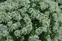 Sweetness® Lobularia Yellow -- New from COHEN Propagation @ Pacific Plug & Liner, Spring Trials 2016: Sweetness™ Lobularia 'Yellow' featuring masses of prolific, dense clusters of small white-cream-yellow flowers covering light green stems and leaves.