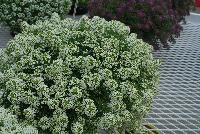 Sweetness® Lobularia Yellow -- New from COHEN Propagation @ Pacific Plug & Liner, Spring Trials 2016: Sweetness™ Lobularia 'Yellow' featuring masses of prolific, dense clusters of small white-cream-yellow flowers covering light green stems and leaves.