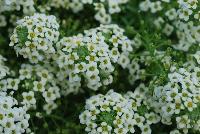 Sweetness® Lobularia Yellow -- New from COHEN Propagation @ Pacific Plug & Liner, Spring Trials 2016: Sweetness™ Lobularia 'Yellow' featuring masses of prolific, dense clusters of small white-cream-yellow flowers covering light green stems and leaves.