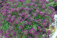 Sweetness® Lobularia Dark Purple -- New from COHEN Propagation @ Pacific Plug & Liner, Spring Trials 2016: Sweetness™ Lobularia 'Dark Purple' featuring masses of prolific, dense clusters of small dark purple flowers covering light green stems and leaves.