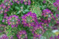 Sweetness® Lobularia Dark Purple -- New from COHEN Propagation @ Pacific Plug & Liner, Spring Trials 2016: Sweetness™ Lobularia 'Dark Purple' featuring masses of prolific, dense clusters of small dark purple flowers covering light green stems and leaves.