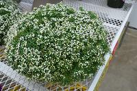 Awesome® Lobularia White Improved -- Brand new from COHEN Propagation @ Pacific Plug & Liner, Spring Trials 2016: Awesome™ Lobularia 'White Improved' featuring masses of prolific, dense clusters of small white flowers covering light green stems and leaves.