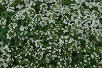 Awesome® Lobularia White Improved -- Brand new from COHEN Propagation @ Pacific Plug & Liner, Spring Trials 2016: Awesome™ Lobularia 'White Improved' featuring masses of prolific, dense clusters of small white flowers covering light green stems and leaves.