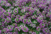 Awesome® Lobularia Lilac -- Brand new from COHEN Propagation @ Pacific Plug & Liner, Spring Trials 2016: Awesome™ Lobularia 'Lilac' featuring masses of prolific, dense clusters of small lilac flowers covering light green stems and leaves.