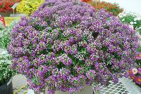 Awesome® Lobularia Lilac -- Brand new from COHEN Propagation @ Pacific Plug & Liner, Spring Trials 2016: Awesome™ Lobularia 'Lilac' featuring masses of prolific, dense clusters of small lilac flowers covering light green stems and leaves.
