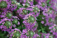 Awesome® Lobularia Lilac -- Brand new from COHEN Propagation @ Pacific Plug & Liner, Spring Trials 2016: Awesome™ Lobularia 'Lilac' featuring masses of prolific, dense clusters of small lilac flowers covering light green stems and leaves.