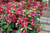 Sunbeam® Fuchsia Cherry -- From COHEN Propagation @ Pacific Plug & Liner, Spring Trials 2016: Sunbeam™ Fuchsia 'Cherry' featuring darling bells of cherry red with white whiskers, dangling daintily and prolifically over a canopy of green leaves.