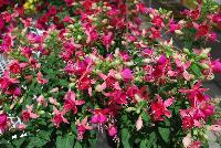 Sunbeam® Fuchsia Cherry -- From COHEN Propagation @ Pacific Plug & Liner, Spring Trials 2016: Sunbeam™ Fuchsia 'Cherry' featuring darling bells of cherry red with white whiskers, dangling daintily and prolifically over a canopy of green leaves.