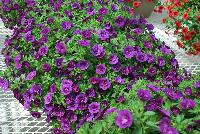Caloha® Calibrachoa Double Blue -- Brand new from COHEN Propagation @ Pacific Plug & Liner, Spring Trials 2016: Caloha™ Calibrachoa 'Double Blue' featuring dense, double, dark violet-blue flowers prolifically covering the underlying green leaves.