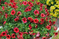 Caloha® Calibrachoa Coral Red Ring -- Brand new from COHEN Propagation @ Pacific Plug & Liner, Spring Trials 2016: Caloha™ Calibrachoa 'Coral Red Ring' featuring dense, red flowers with an accentuated red ring prolifically covering the underlying green leaves.