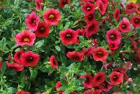 Caloha® Calibrachoa Coral Red Ring -- Brand new from COHEN Propagation @ Pacific Plug & Liner, Spring Trials 2016: Caloha™ Calibrachoa 'Coral Red Ring' featuring dense, red flowers with an accentuated red ring prolifically covering the underlying green leaves.