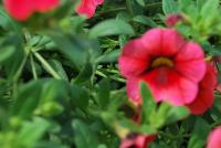 Caloha® Calibrachoa Coral Red Ring -- Brand new from COHEN Propagation @ Pacific Plug & Liner, Spring Trials 2016: Caloha™ Calibrachoa 'Coral Red Ring' featuring dense, red flowers with an accentuated red ring prolifically covering the underlying green leaves.