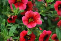 Caloha® Calibrachoa Coral Red Ring -- Brand new from COHEN Propagation @ Pacific Plug & Liner, Spring Trials 2016: Caloha™ Calibrachoa 'Coral Red Ring' featuring dense, red flowers with an accentuated red ring prolifically covering the underlying green leaves.