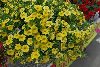 Caloha® Calibrachoa Lime Yellow -- Brand new from COHEN Propagation @ Pacific Plug & Liner, Spring Trials 2016: Caloha™ Calibrachoa 'Lime Yellow' featuring bright lemon yellow flowers prolifically covering the underlying green leaves.