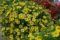 Caloha® Calibrachoa Lime Yellow -- Brand new from COHEN Propagation @ Pacific Plug & Liner, Spring Trials 2016: Caloha™ Calibrachoa 'Lime Yellow' featuring bright lemon yellow flowers prolifically covering the underlying green leaves.