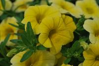Caloha® Calibrachoa Lime Yellow -- Brand new from COHEN Propagation @ Pacific Plug & Liner, Spring Trials 2016: Caloha™ Calibrachoa 'Lime Yellow' featuring bright lemon yellow flowers prolifically covering the underlying green leaves.