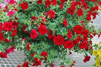 Caloha® Calibrachoa Real Red -- Brand new from COHEN Propagation @ Pacific Plug & Liner, Spring Trials 2016: Caloha™ Calibrachoa 'Real Red' featuring true, deep red flowers prolifically covering the underlying green leaves.