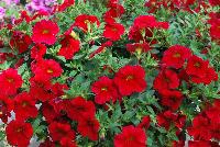 Caloha® Calibrachoa Real Red -- Brand new from COHEN Propagation @ Pacific Plug & Liner, Spring Trials 2016: Caloha™ Calibrachoa 'Real Red' featuring true, deep red flowers prolifically covering the underlying green leaves.